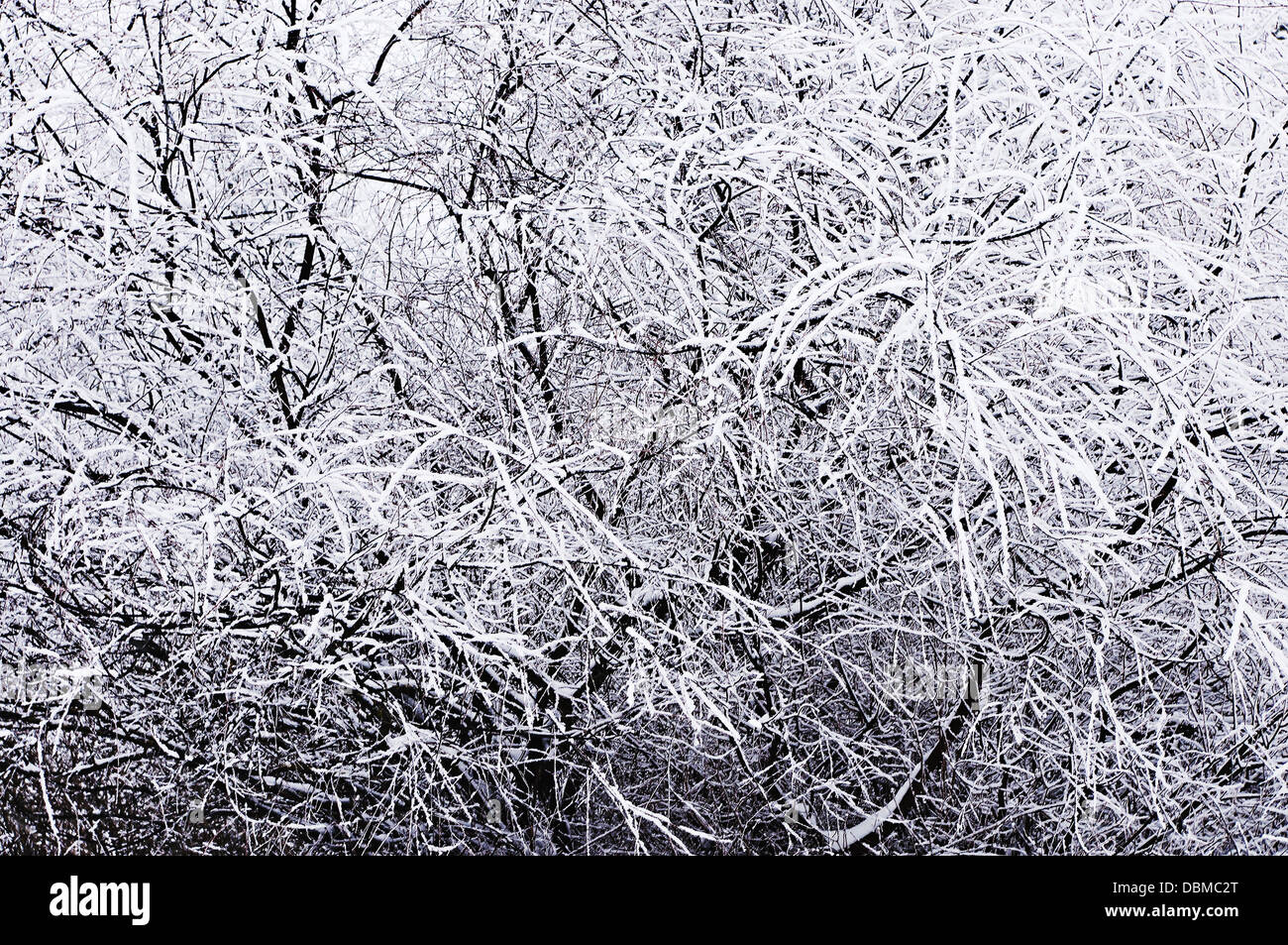 Winter background with branches in the snow Stock Photo - Alamy