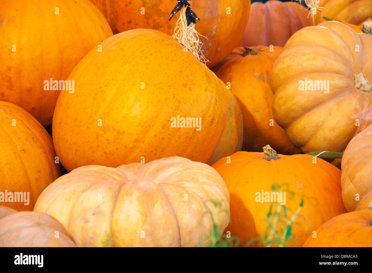 Bright orange pumpkins of different types Stock Photo