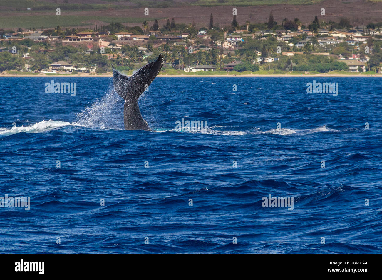Humpback Whale, Megaptera novaeangliae, off the Western Coast of the island of Maui in Hawaii. Stock Photo