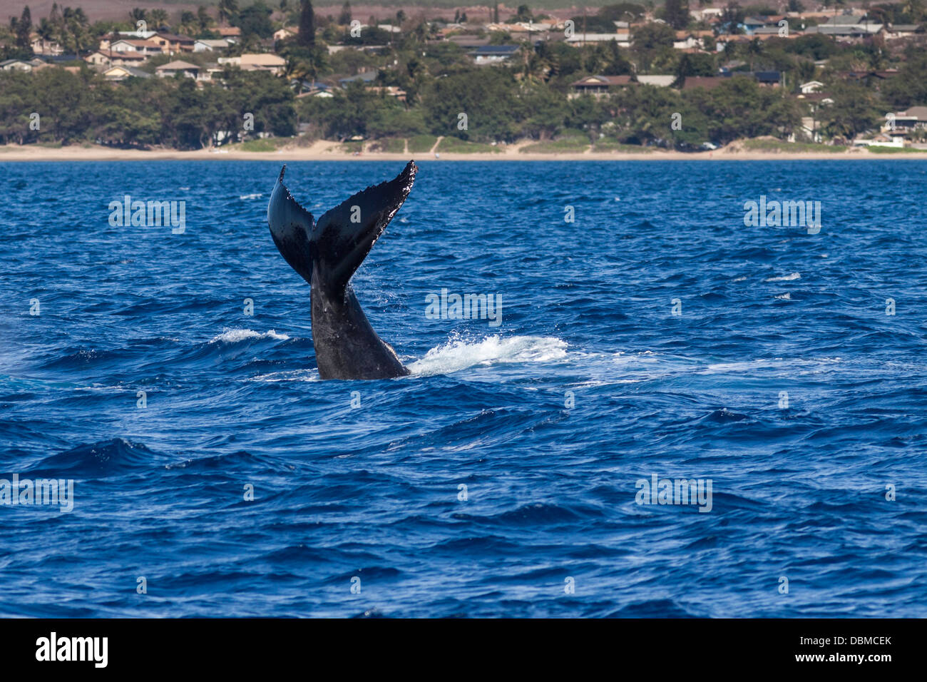 Humpback Whale, Megaptera novaeangliae, breaching off the Western Coast of the island of Maui in Hawaii. Stock Photo