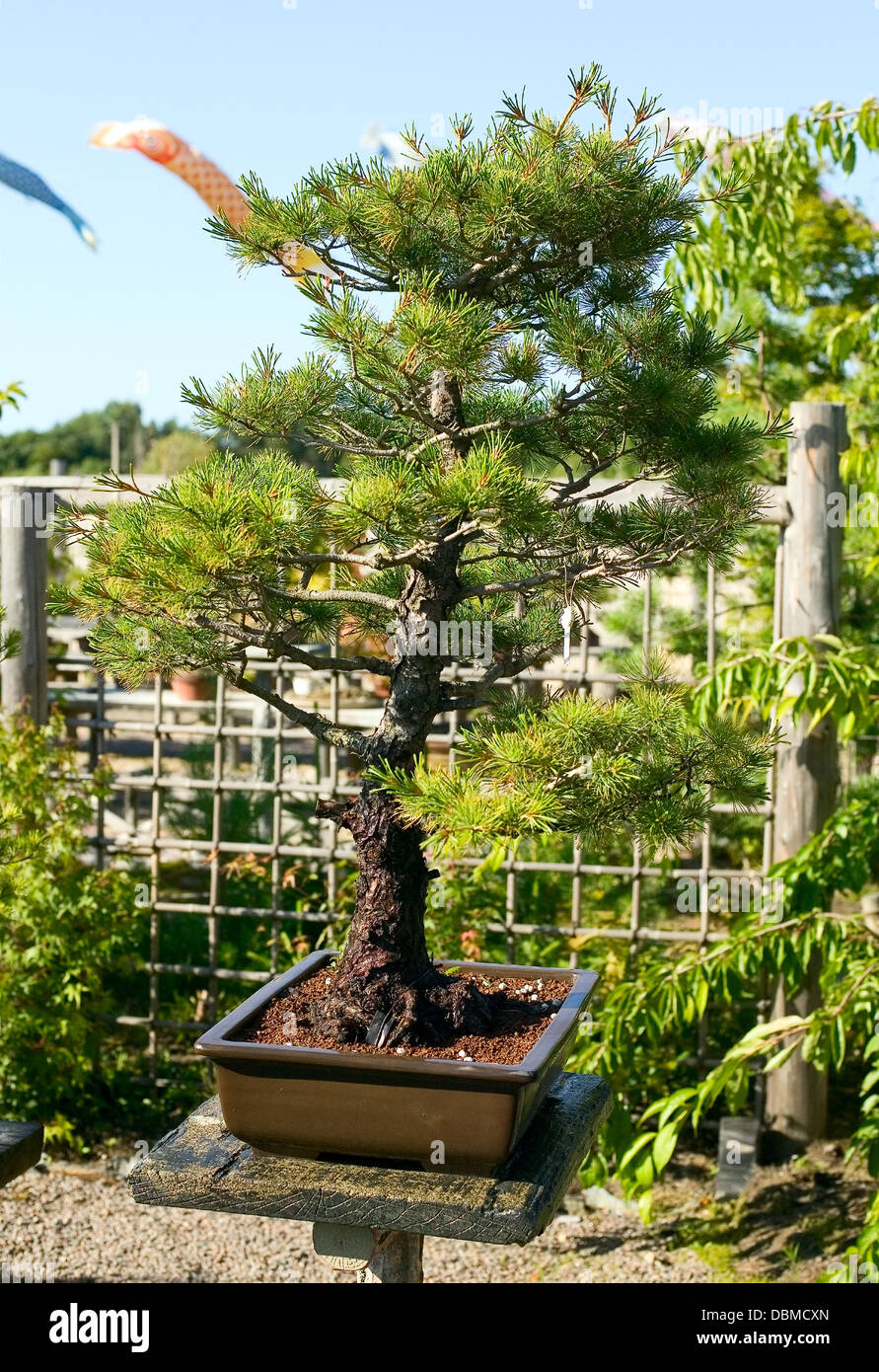 Bonsai in the pot is placed on garden of japanese Stock Photo