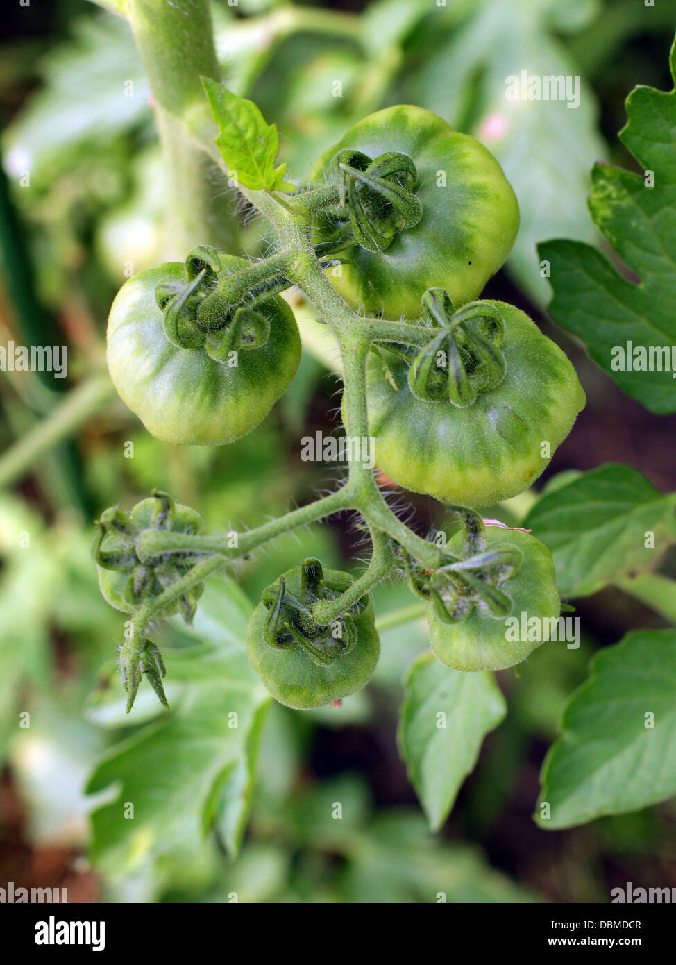 Green Tomatoes Growing in the garden in summer Stock Photo - Alamy
