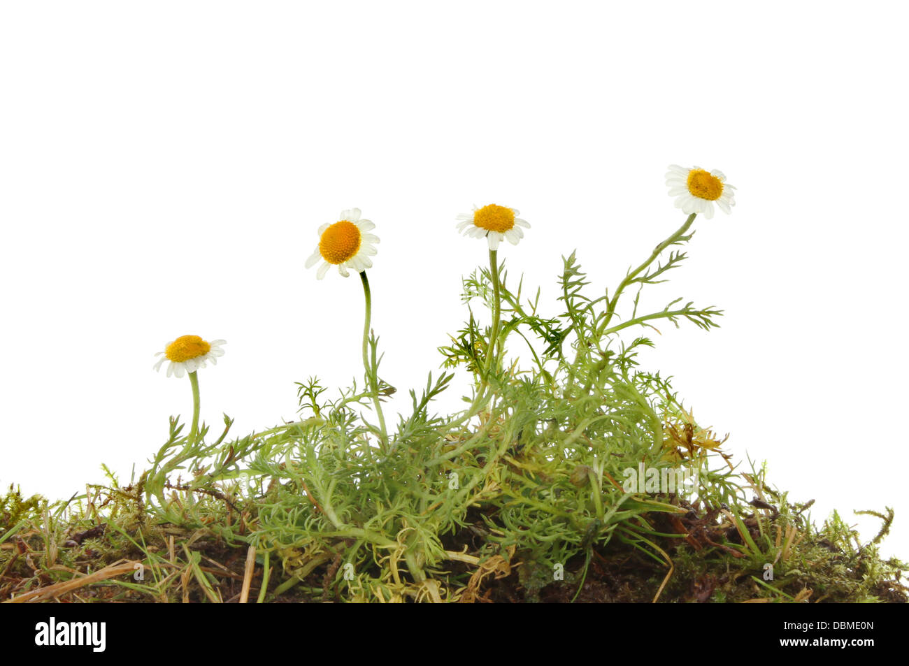 Chamomile plant, flowers and foliage against a white background Stock Photo