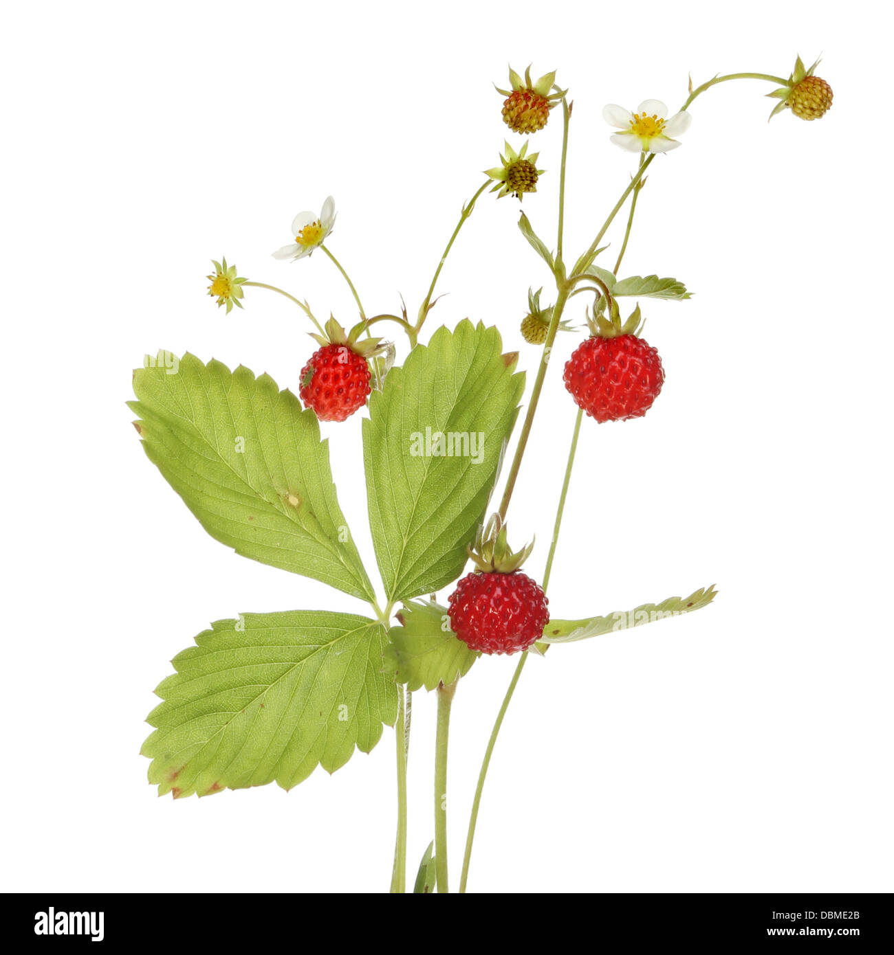 Wild strawberry, Fragaria vesca, fruit, flowers and foliage isolated against white Stock Photo