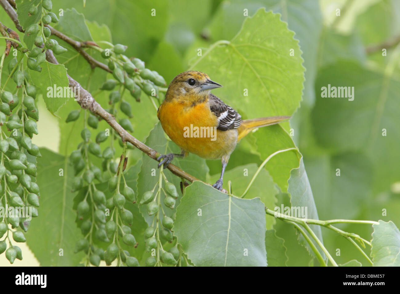Female Baltimore Oriole perched in Cottonwood Tree perching bird songbird Ornithology Science Nature Wildlife Environment Stock Photo