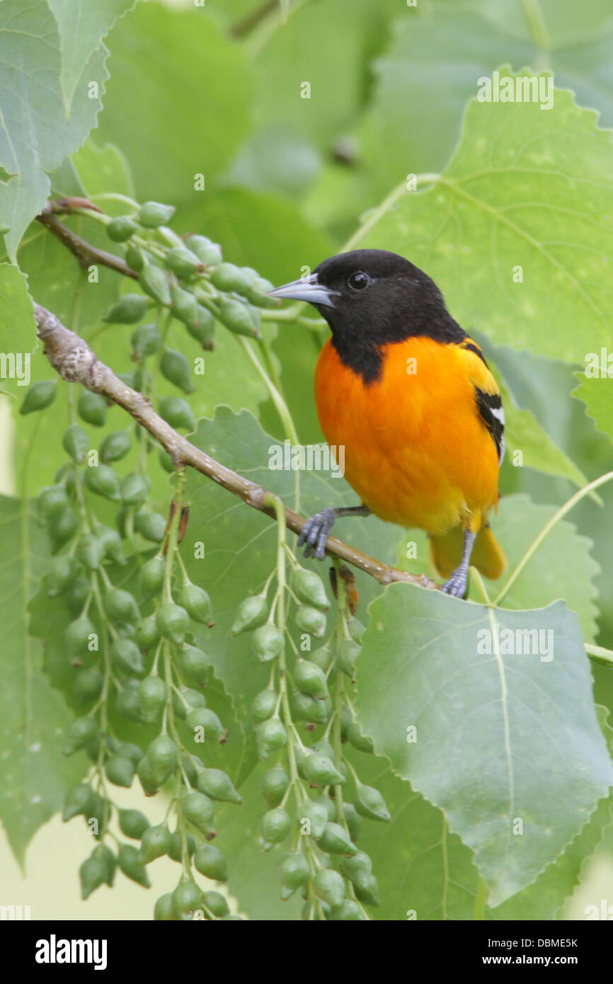 Baltimore Oriole perched in Cottonwood Tree - vertical perching bird songbird Ornithology Science Nature Wildlife Environment Stock Photo