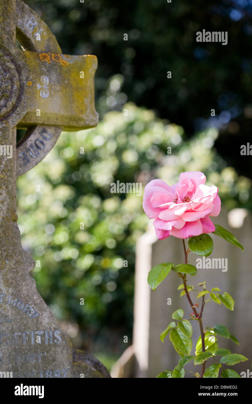 Rose by gravestone Stock Photo - Alamy