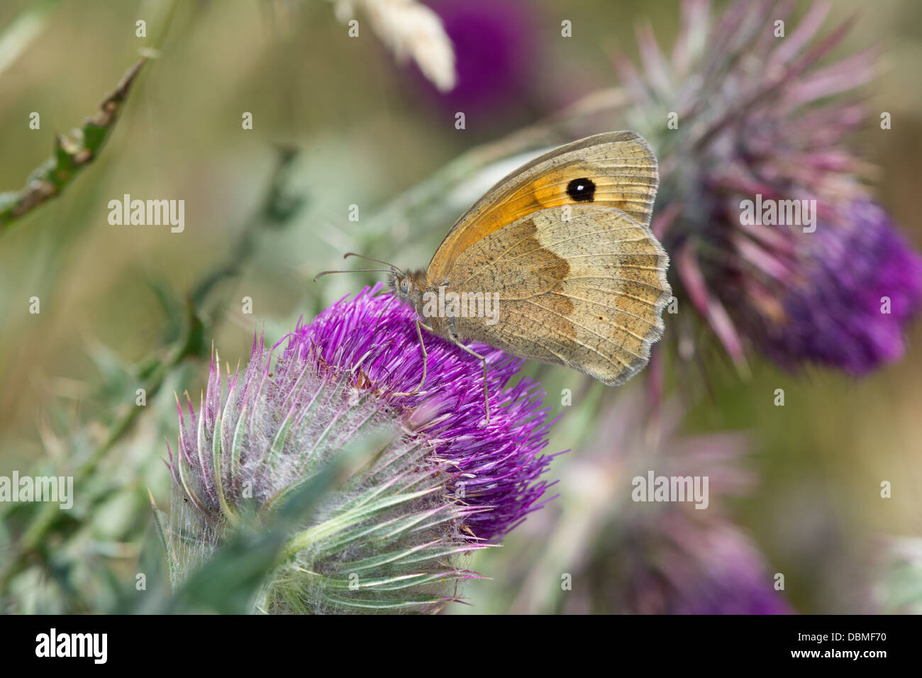 UK Butterfly, Meadow Brown, Maniola jurtina feeding on globe thistle, Carduus nutans Stock Photo