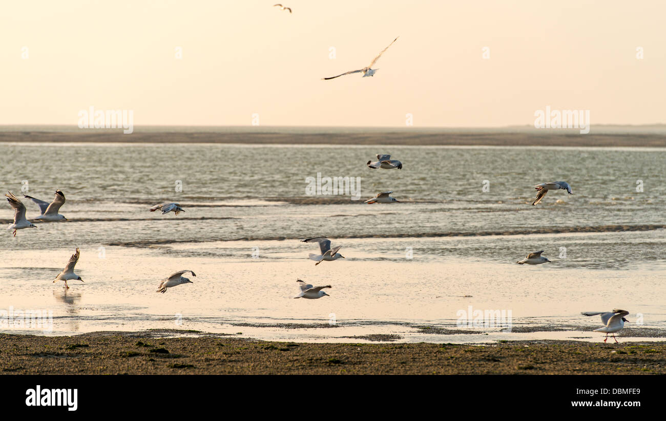 Birds in flight Somme bay beach low tide Picardie France Stock Photo