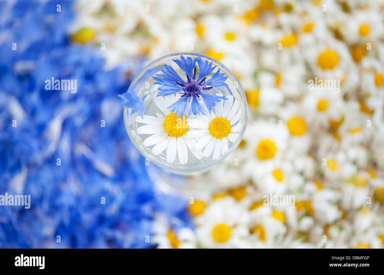 Chamomile and cornflower flowerheads in glass Stock Photo
