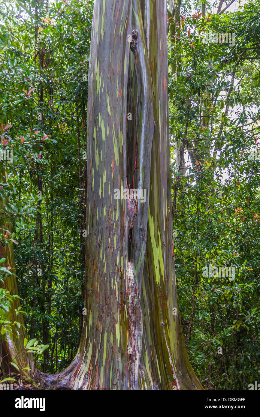 Rainbow Eucalyptus Tree Eucalyptus Deglupta Stock Photo Alamy