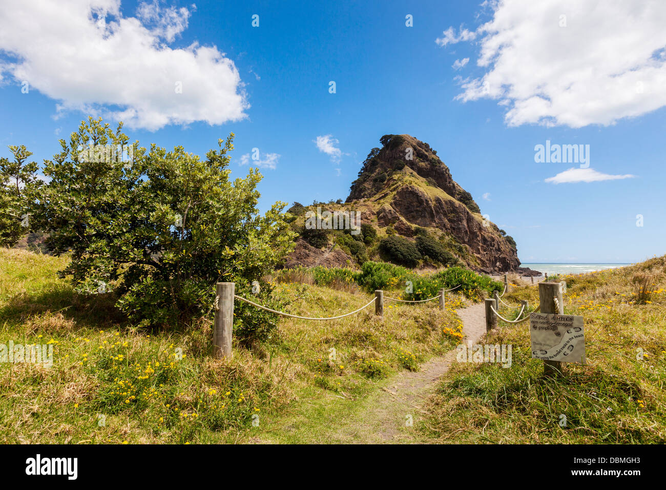 Lion Rock, Piha, Auckland Region, New Zealand, with path through sand dunes and wild flowers. Stock Photo