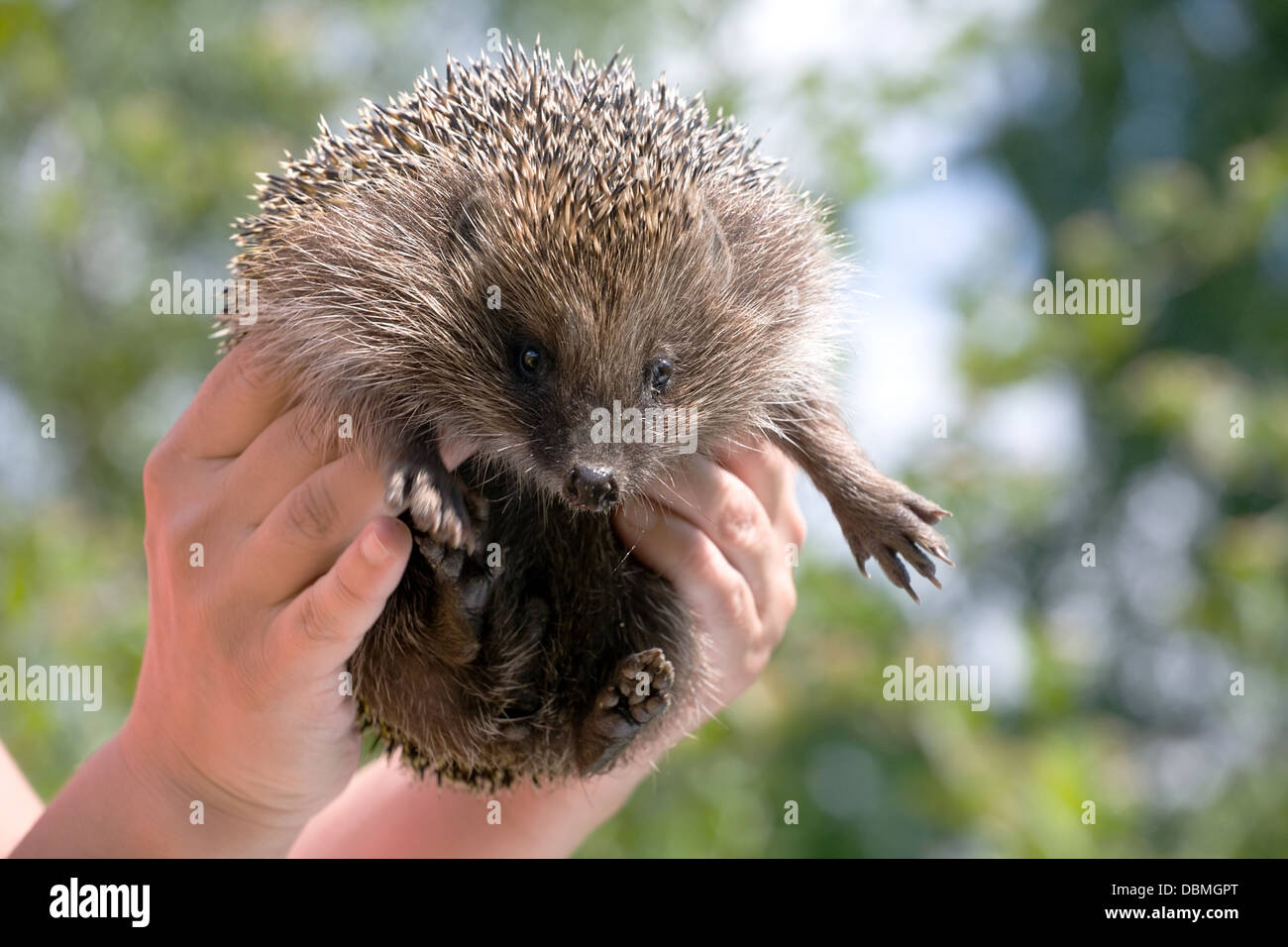 hedgehog in human hands looking at camera on nature outdoor background Stock Photo