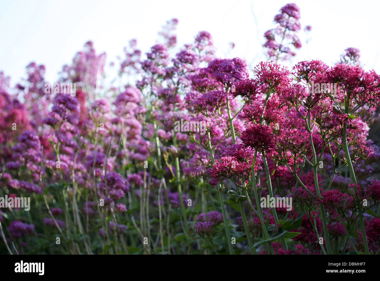 Wild Flowers red and mauve Stock Photo