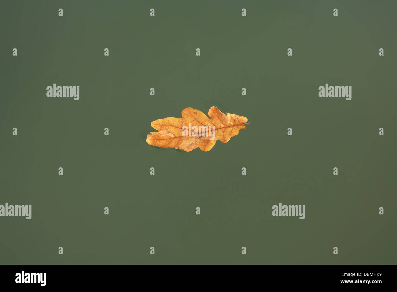 Oak leaf fallen on water Stock Photo - Alamy