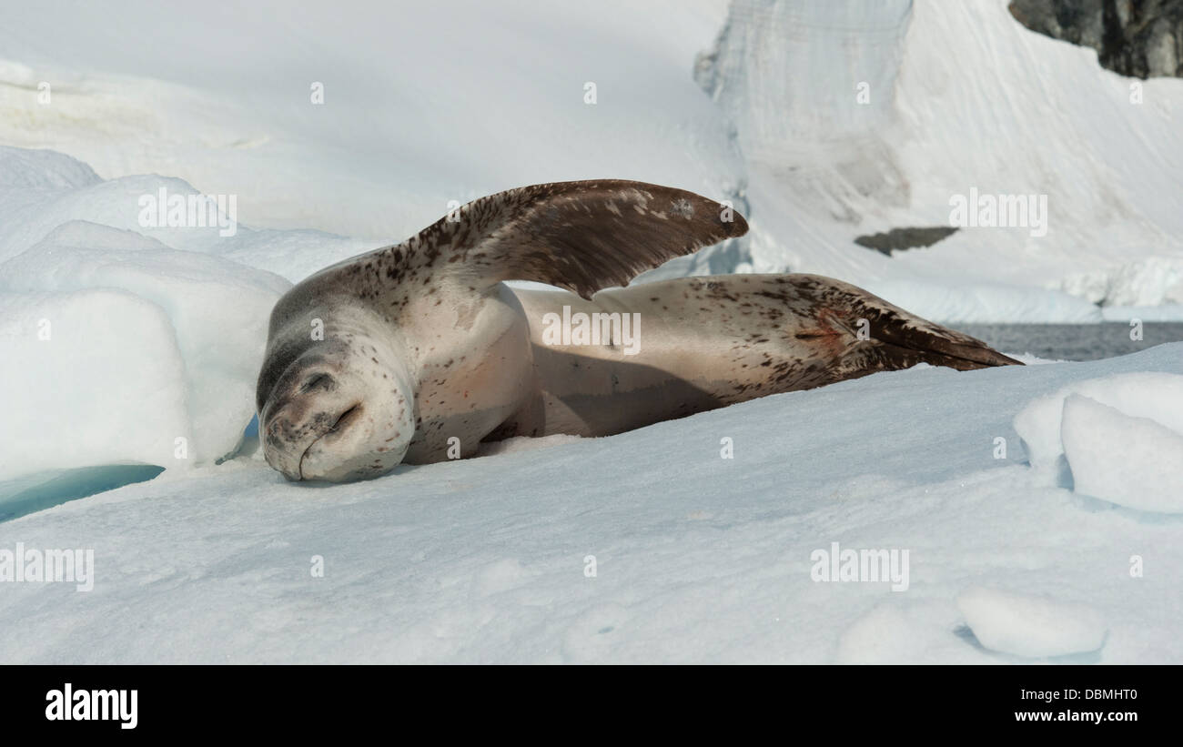 Leopard Seal (Hydrurga leptonyx), resting on iceberg. Pleneau Island ...