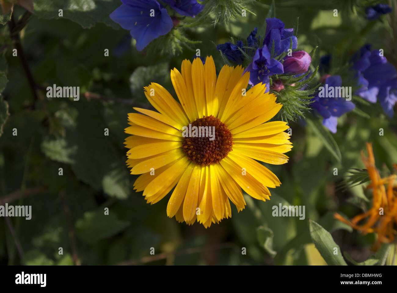 wild Flowers growing in their natural habitat many different colours
