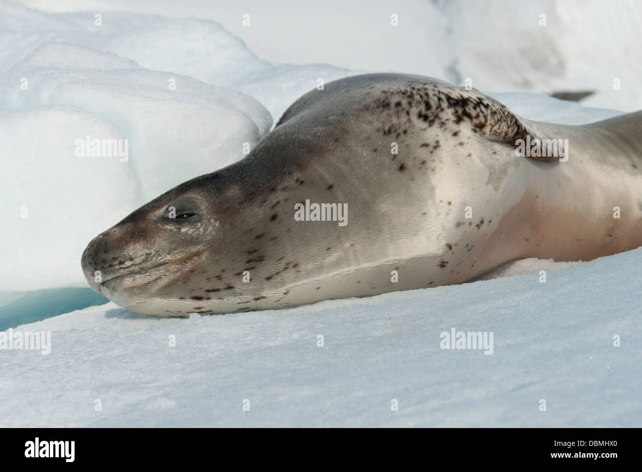 Leopard Seal (Hydrurga leptonyx), resting on iceberg. Pleneau Island ...