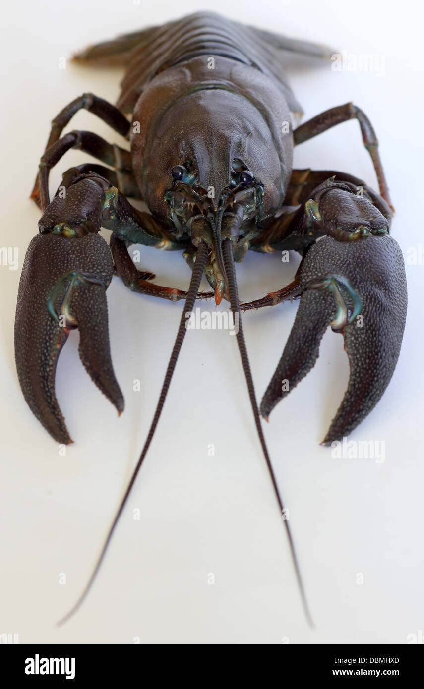 American signal crayfish, Pacifastacus leniusculus, an alien invasive species to the UK and Europe, from North America. Stock Photo