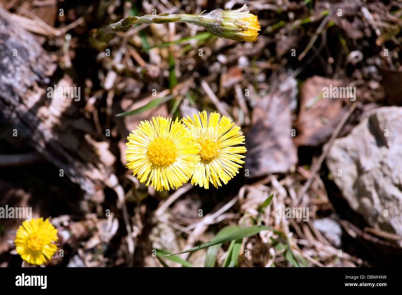two spring bright yellow coltsfoot flower top view closeup Stock Photo ...
