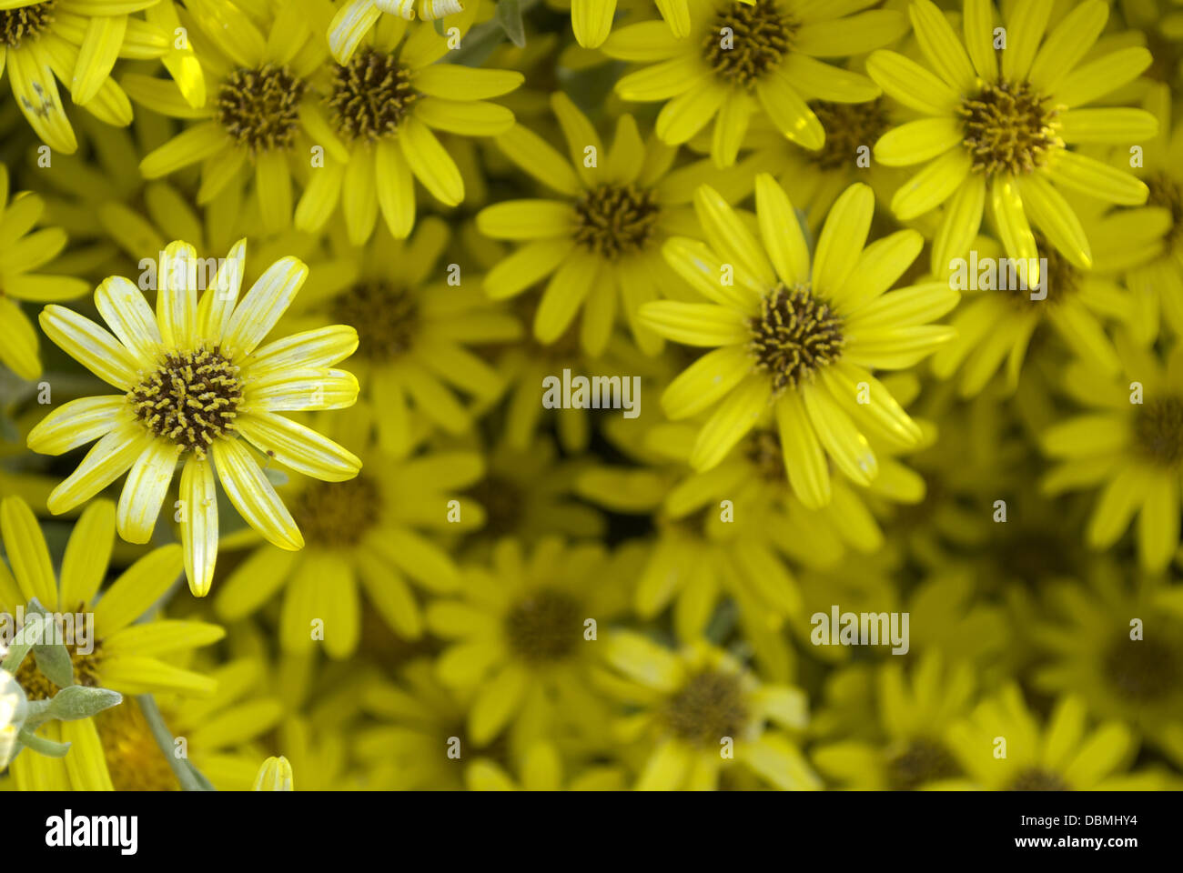 Flower with yelow and white petals Stock Photo
