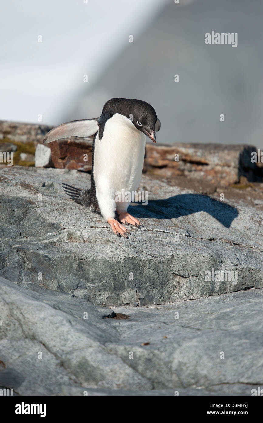 Adélie Penguin (Pygoscelis adeliae), portrait. Petermann Island, Antarctic Peninsula. Stock Photo