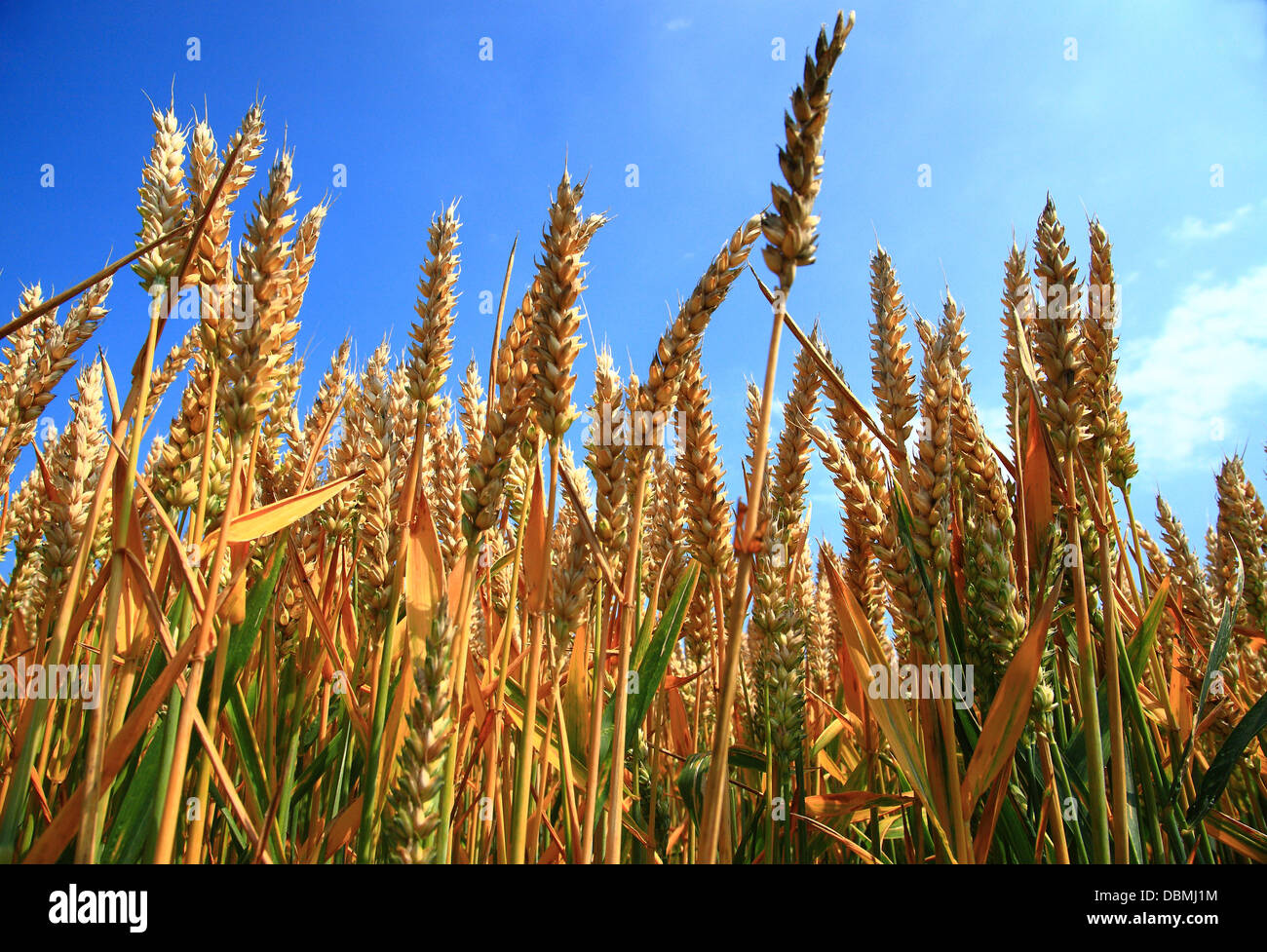 Sheaves of wheat hires stock photography and images Alamy