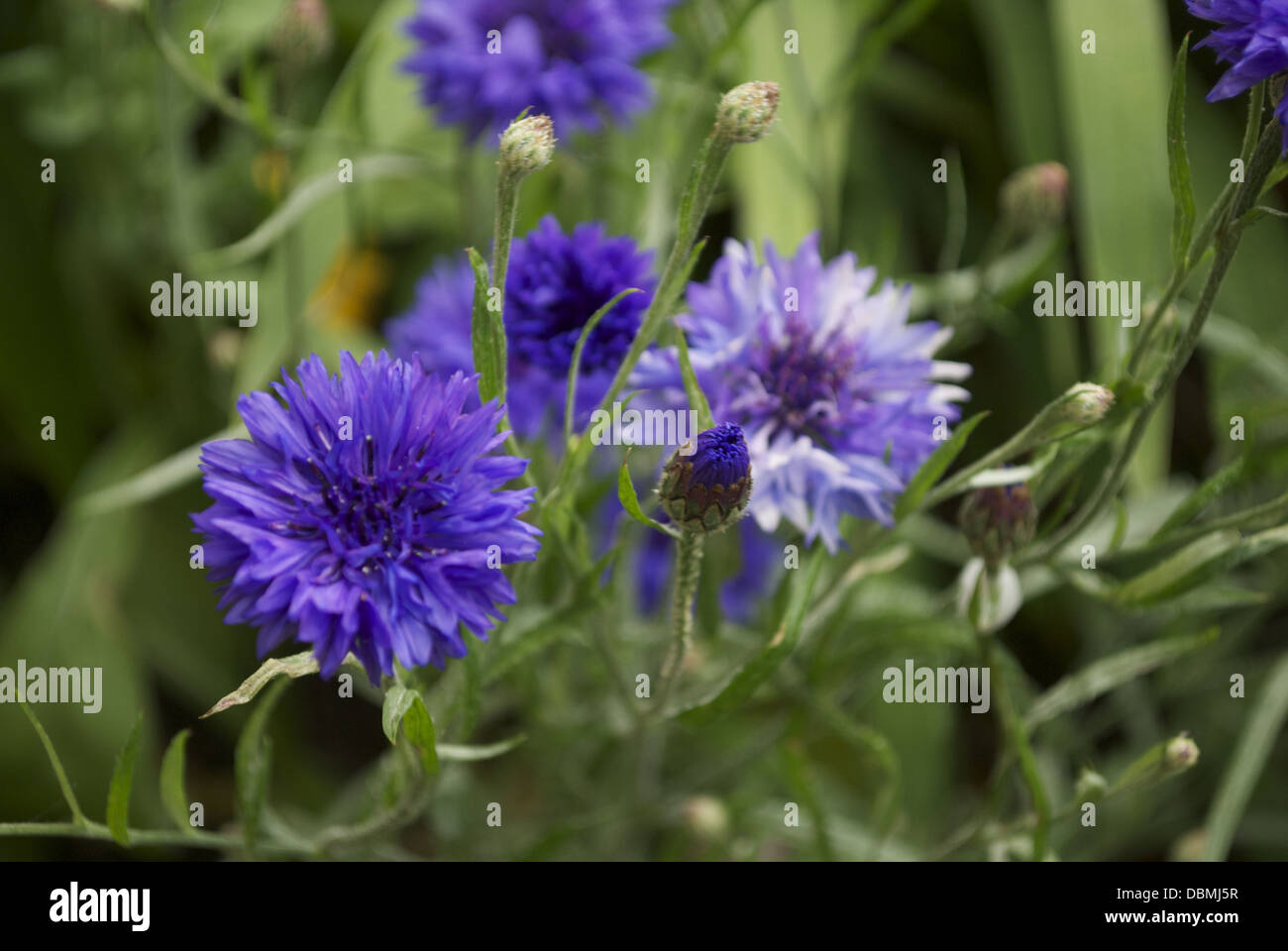 purple cornflowers growing naturally with open and closed flowers on