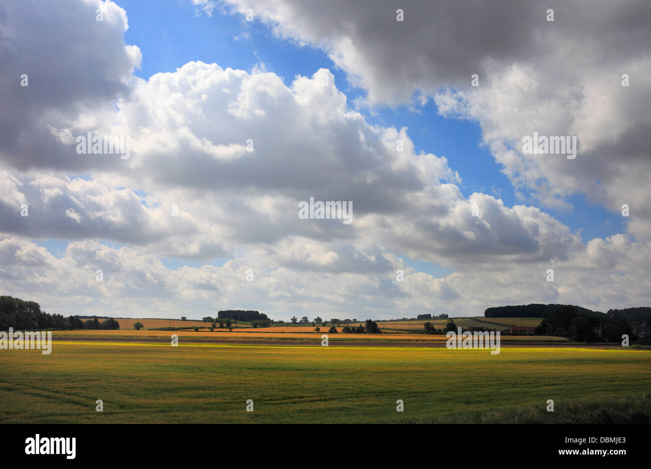 Farmland near Burnham Deepdale on the North Norfolk coast. Stock Photo