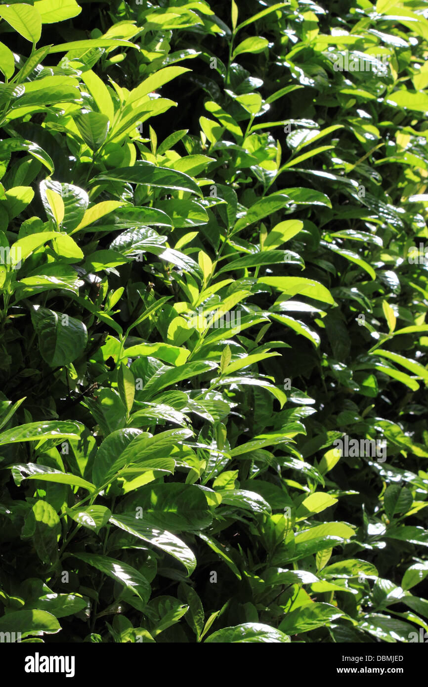 lush green hedge in sunlight Stock Photo