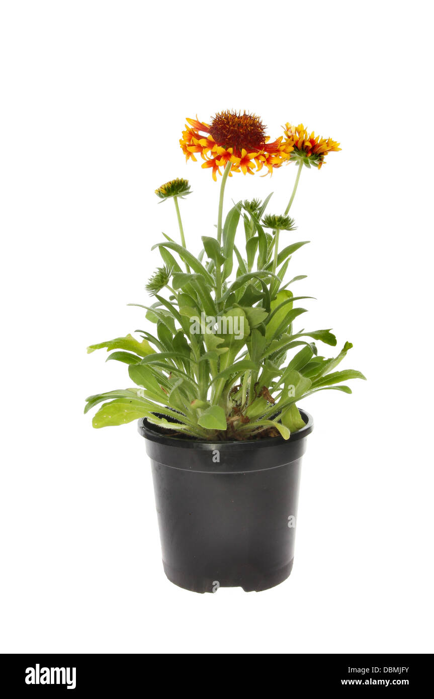Flowering Gaillardia plant in a pot isolated against white Stock Photo