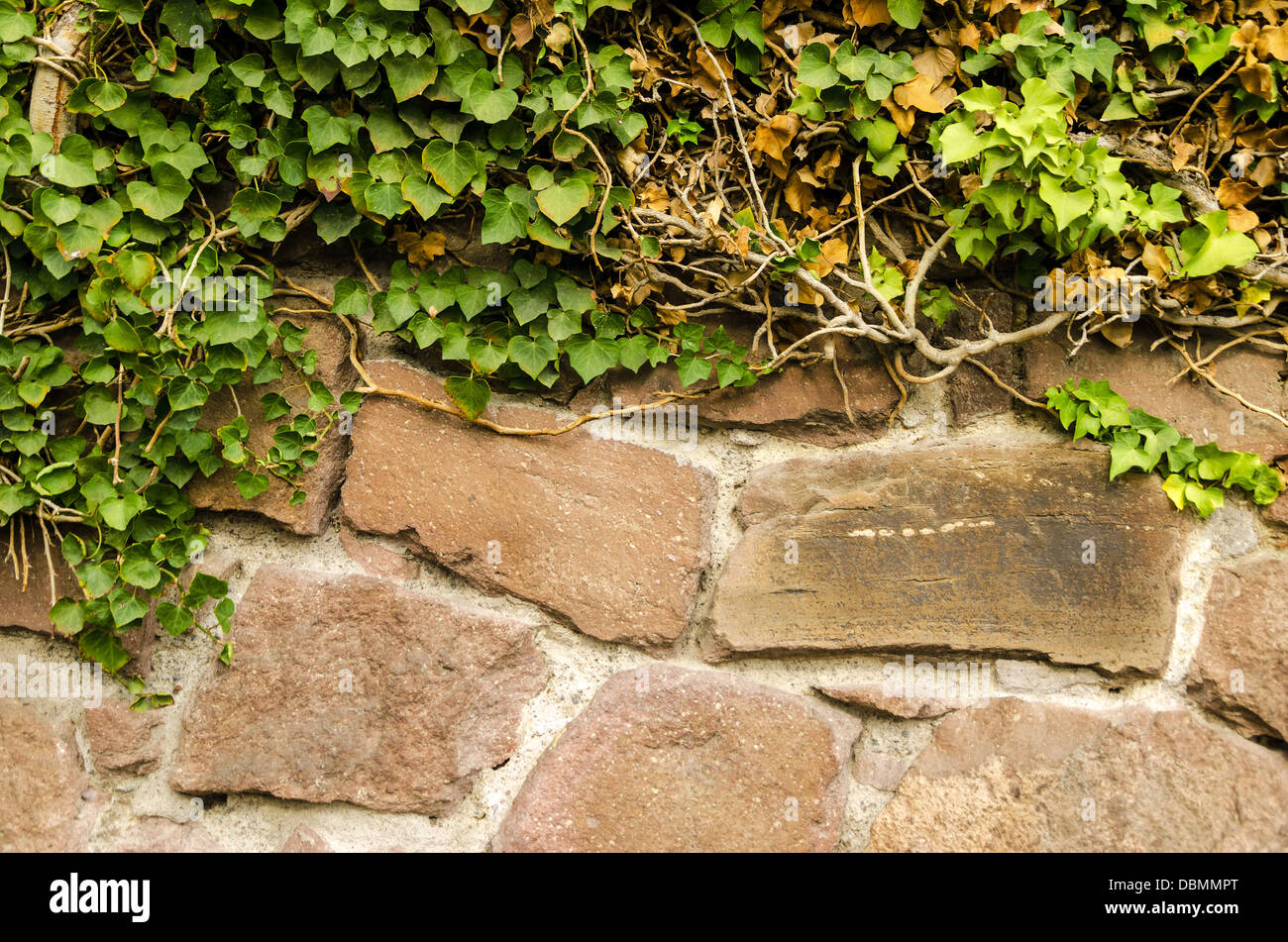 Lush green ivy partially covering a stone wall Stock Photo