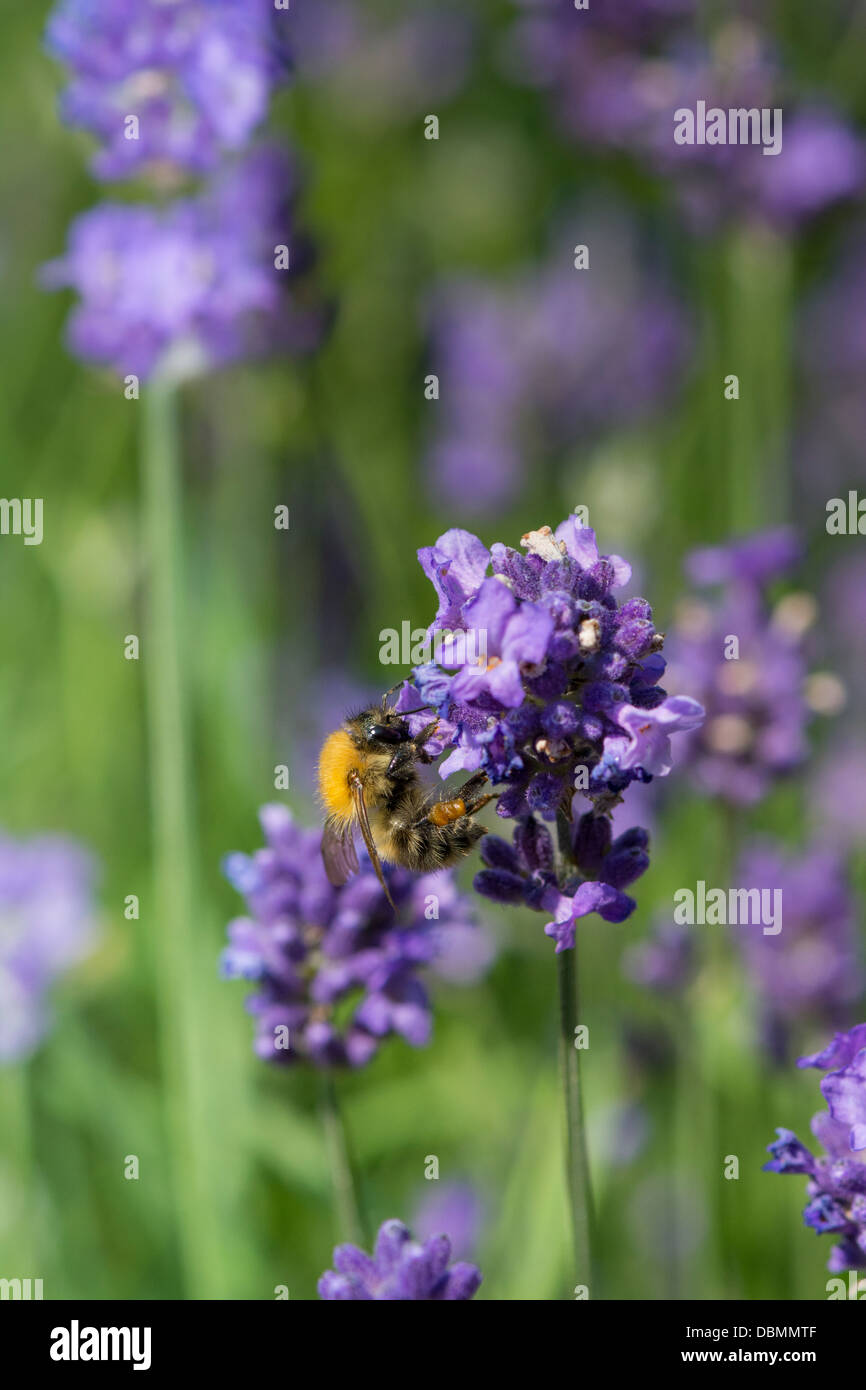 Bumble Bee species on garden lavender Stock Photo