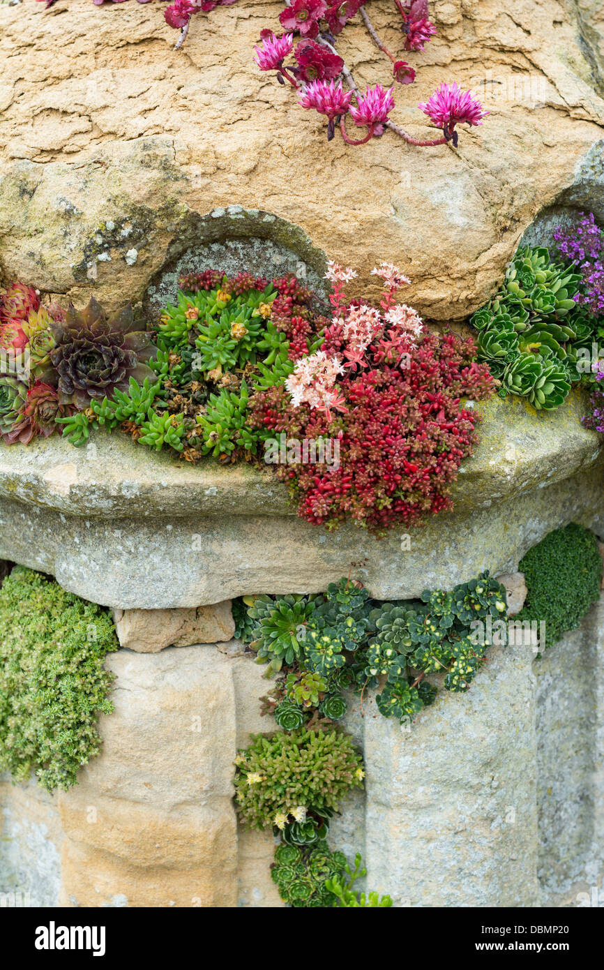 Stonecrop, alpines and sempervivums planted to effect in old masonry garden feature Stock Photo