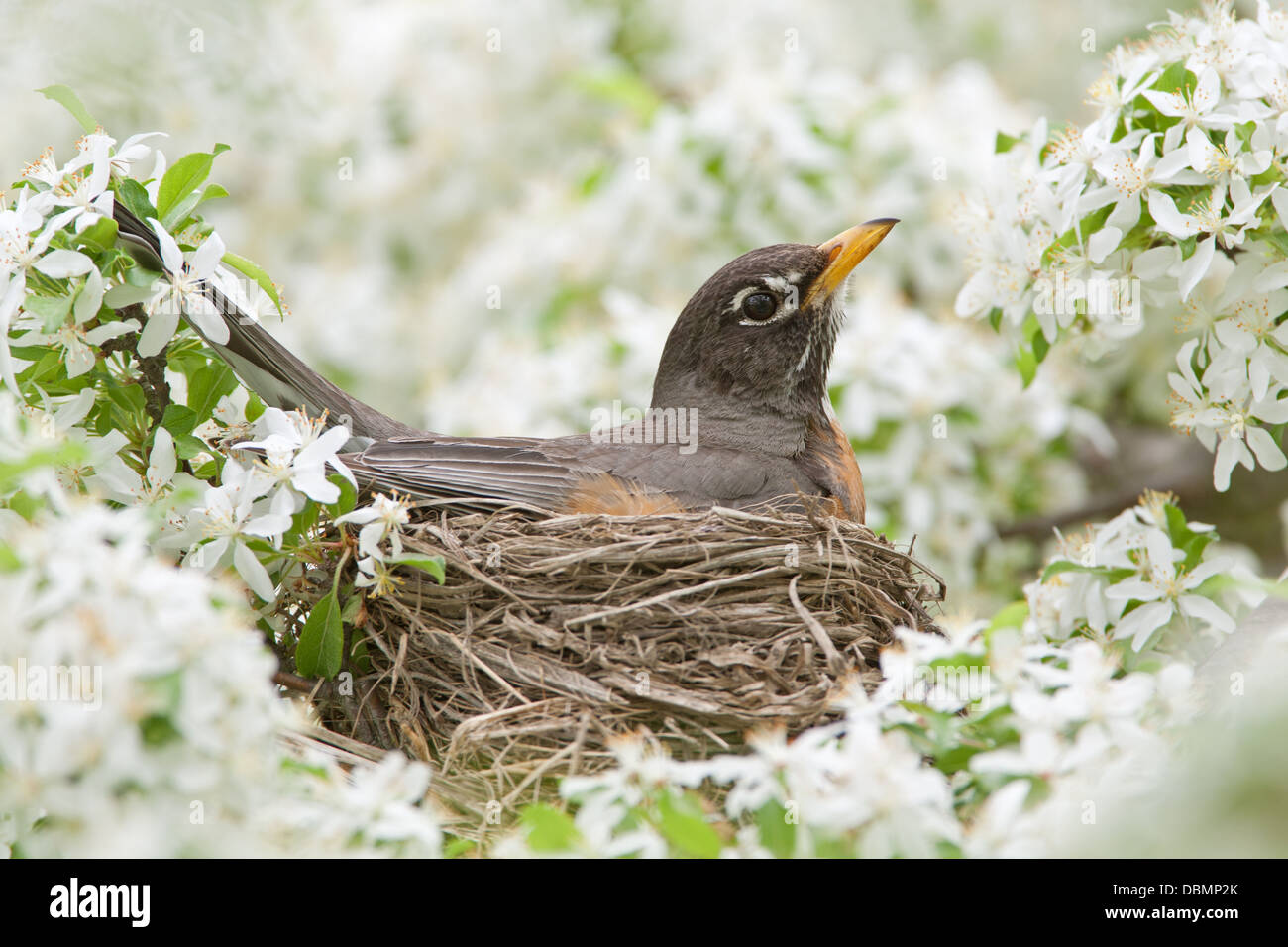 American Robin incubating Nest in Crabapple Blossoms perching bird songbird Ornithology Science Nature Wildlife Environment Stock Photo