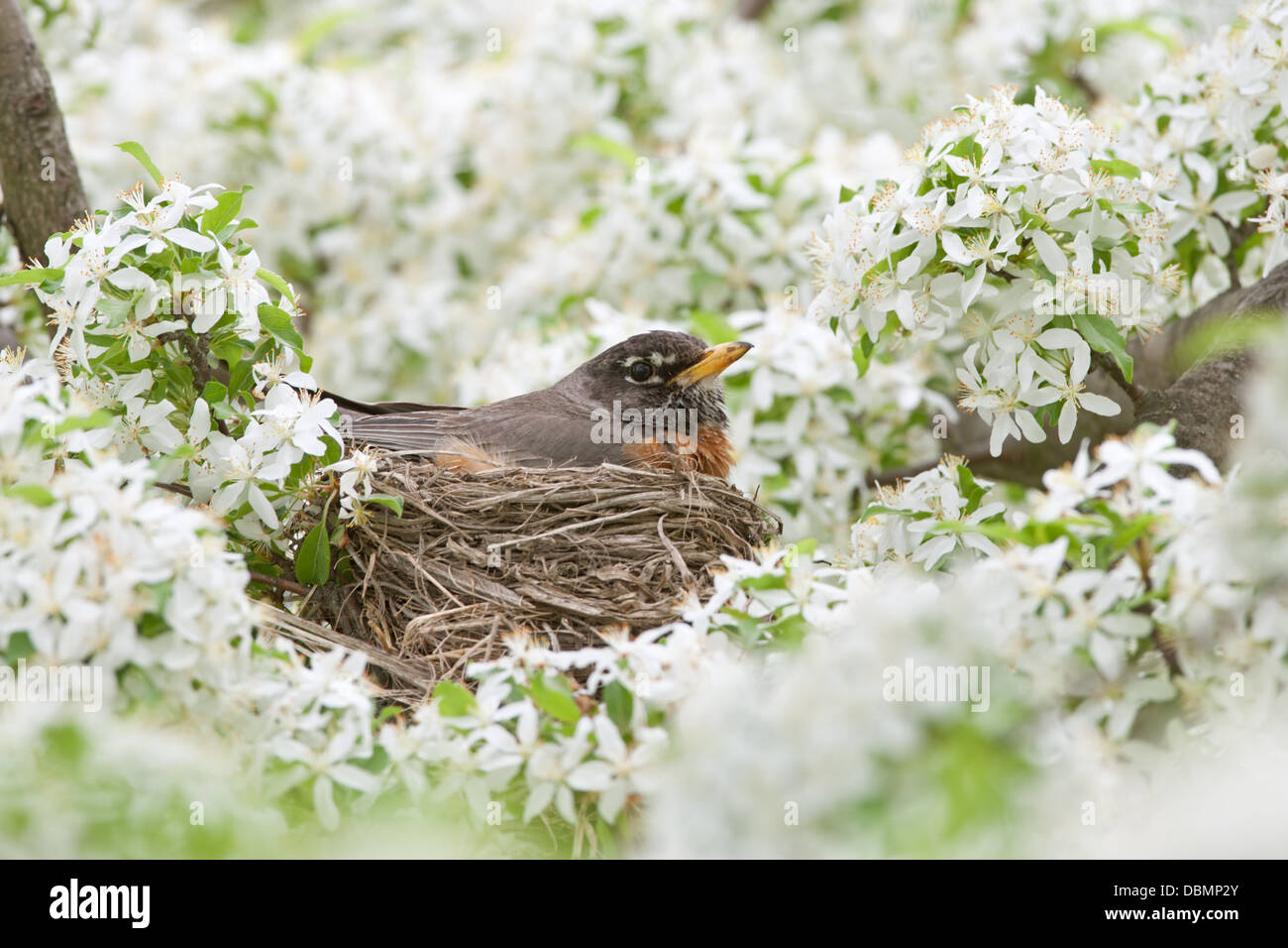 American Robin incubating Nest in Crabapple Blossoms perching bird songbird Ornithology Science Nature Wildlife Environment Stock Photo