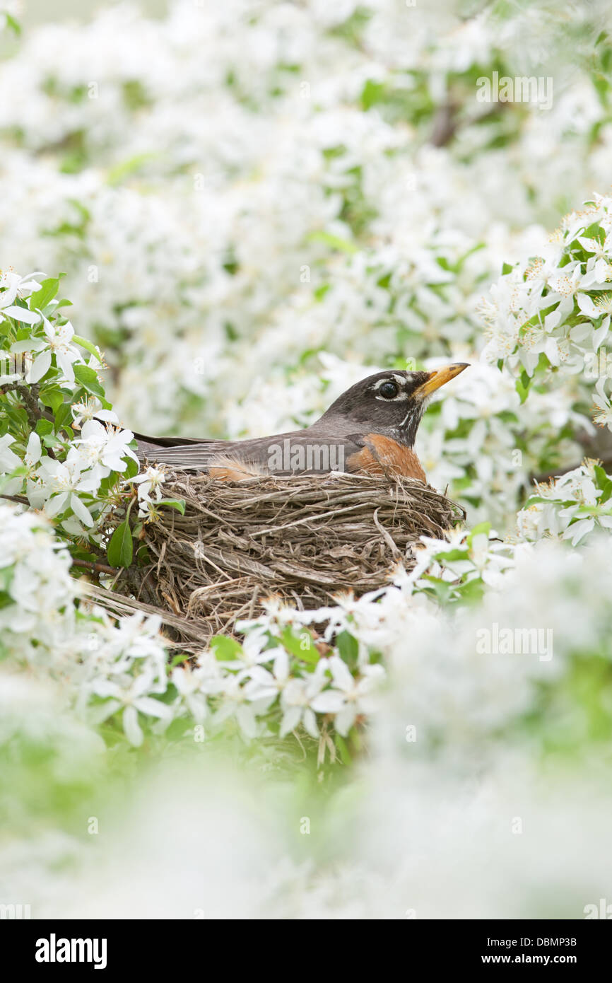 American Robin incubating Nest in Crabapple Blossoms - vertical perching bird songbird Ornithology Science Nature Wildlife Environment Stock Photo