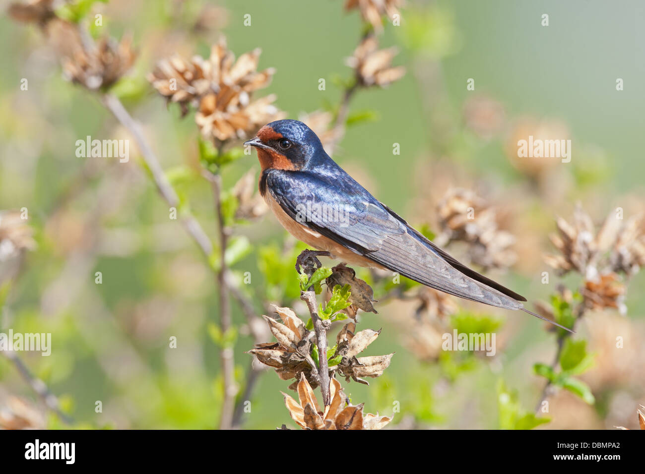 Barn Swallow perching bird songbird Ornithology Science Nature Wildlife Environment Stock Photo