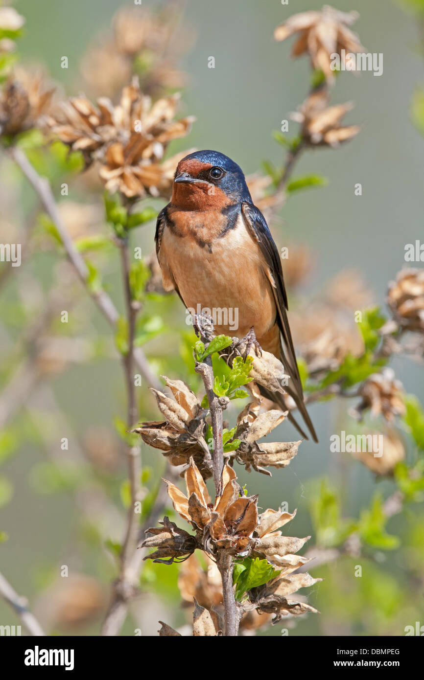 Barn Swallow - vertical perching bird songbird Ornithology Science Nature Wildlife Environment Stock Photo