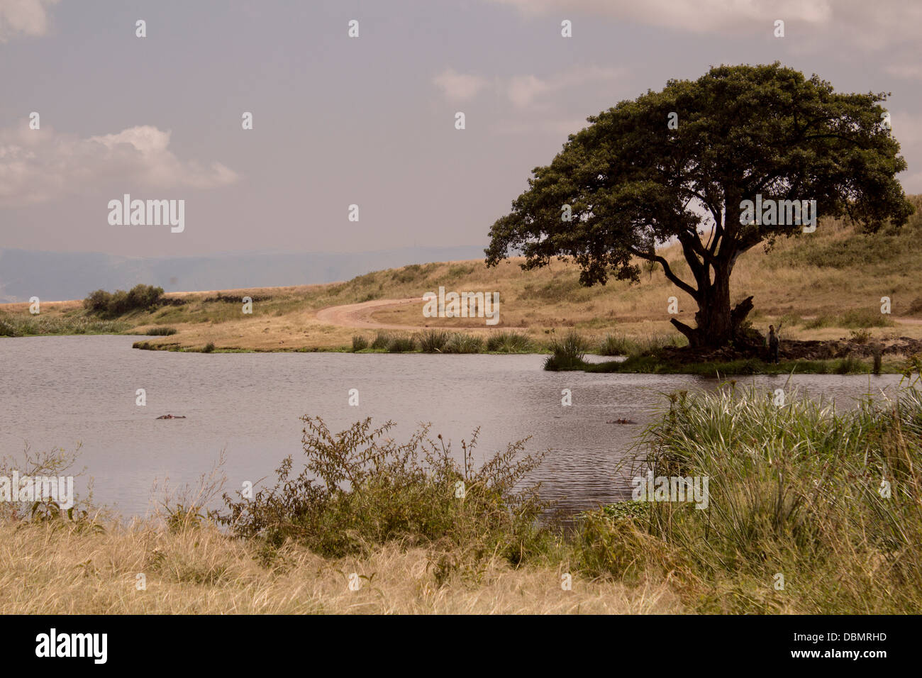 View of a hippo pond in the Ngorongoro Crater in Tanzania, Africa. There are two hippos viewable in the pond. This is lunch time Stock Photo
