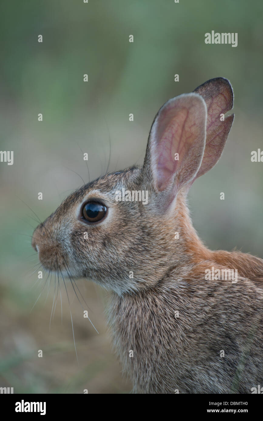 Eastern Cottontail Rabbit Stock Photo