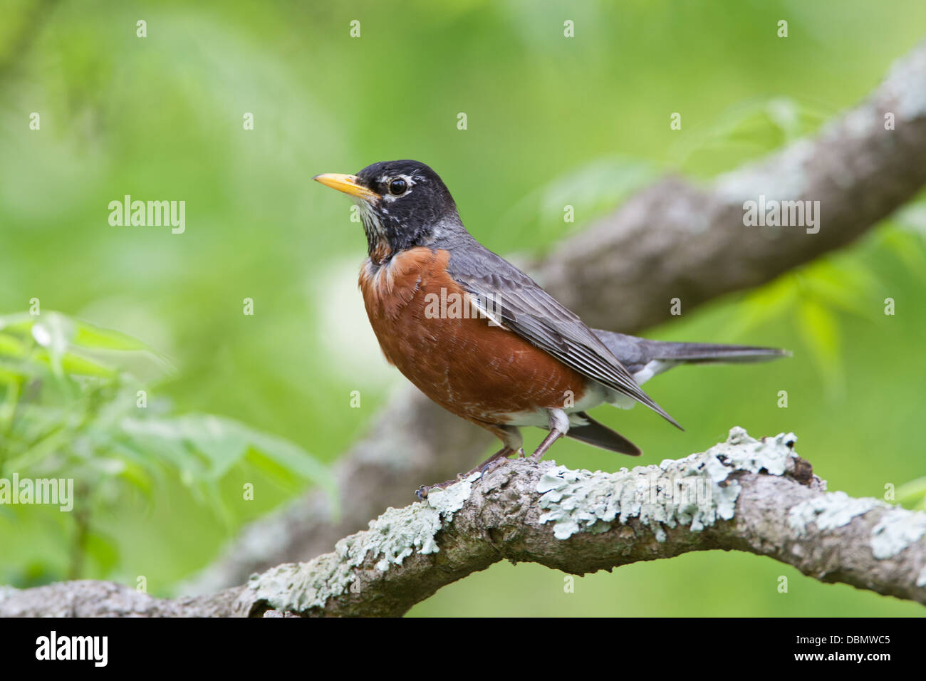 American Robin perching bird songbird Ornithology Science Nature Wildlife Environment Stock Photo