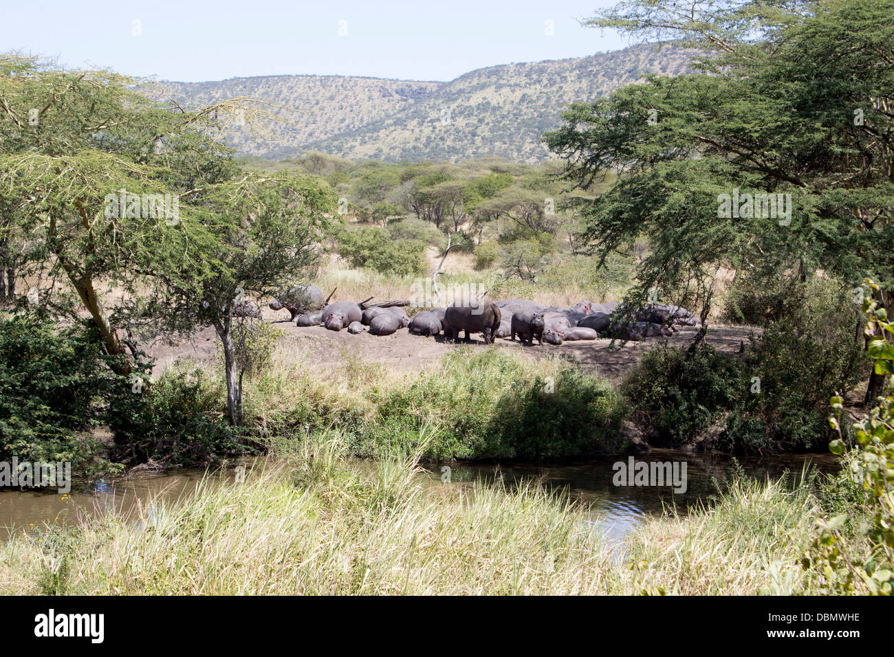 Group of hippos basking in the sun in the Serengeti National Park, Tanzania, Africa Stock Photo