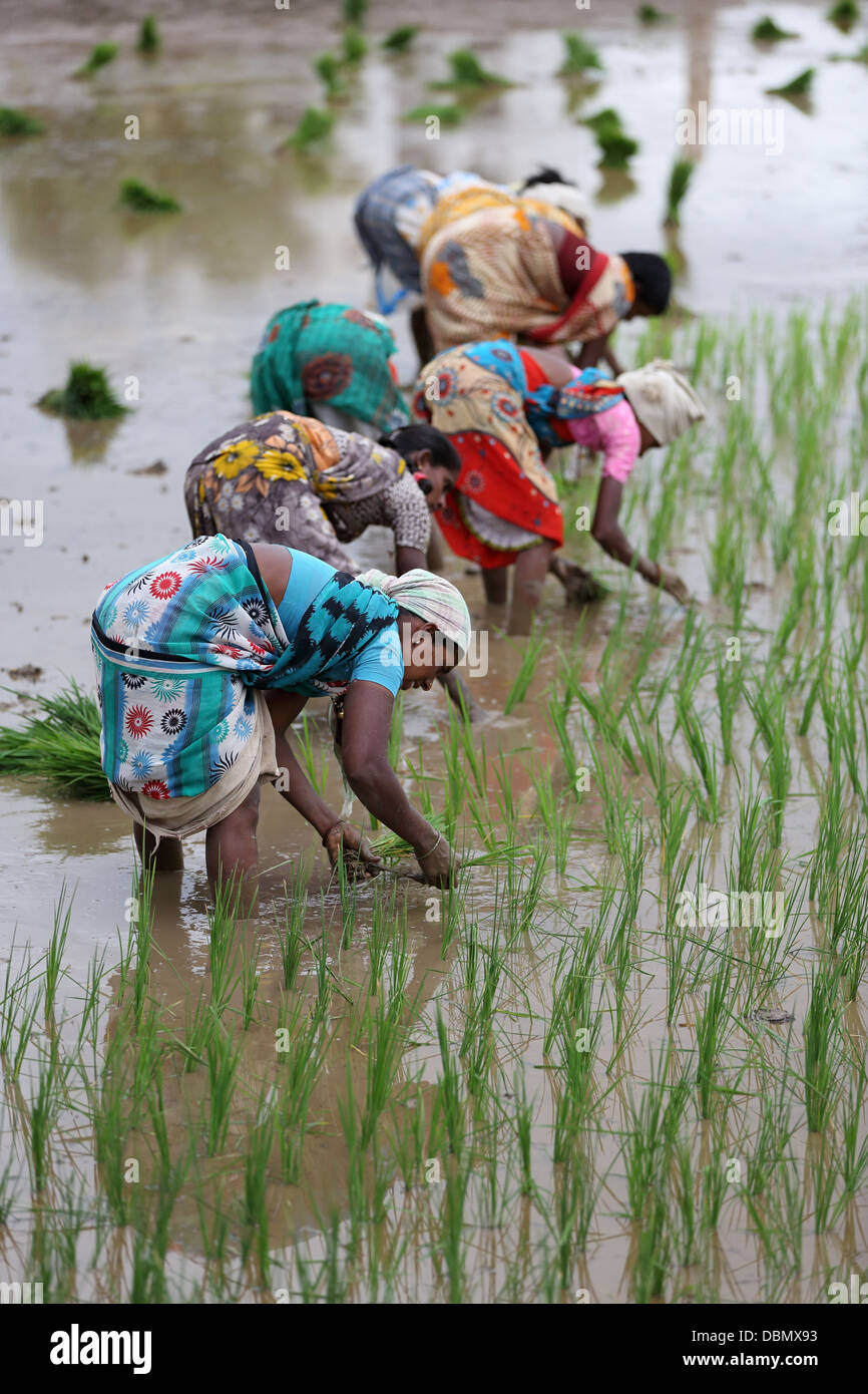 Indian women working in paddy hi-res stock photography and images - Alamy