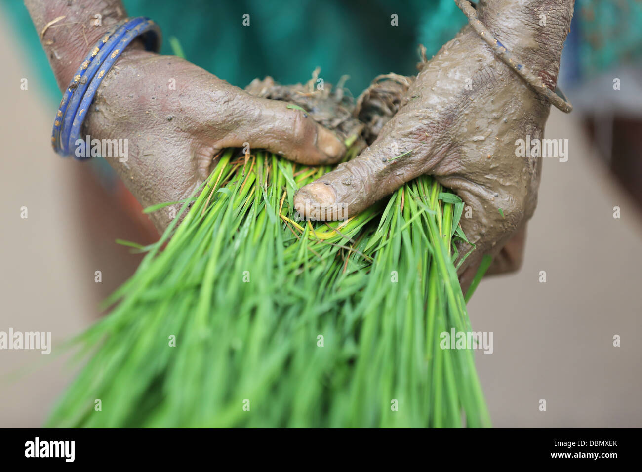 Rural Indian woman hands working in a paddy field South India Stock ...