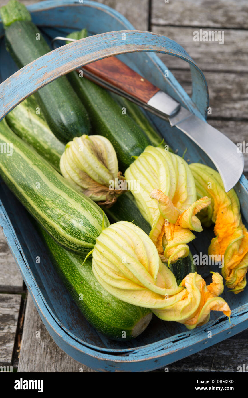Growing courgettes container hires stock photography and images Alamy