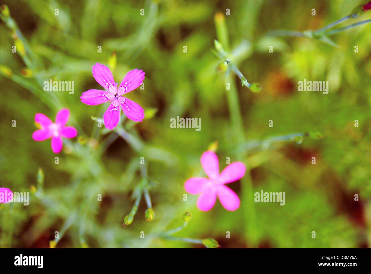 Pink flower of the forest hi-res stock photography and images - Alamy