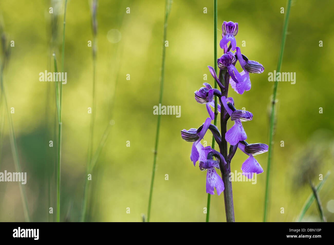 green-winged orchid orchis morio in flower Stock Photo