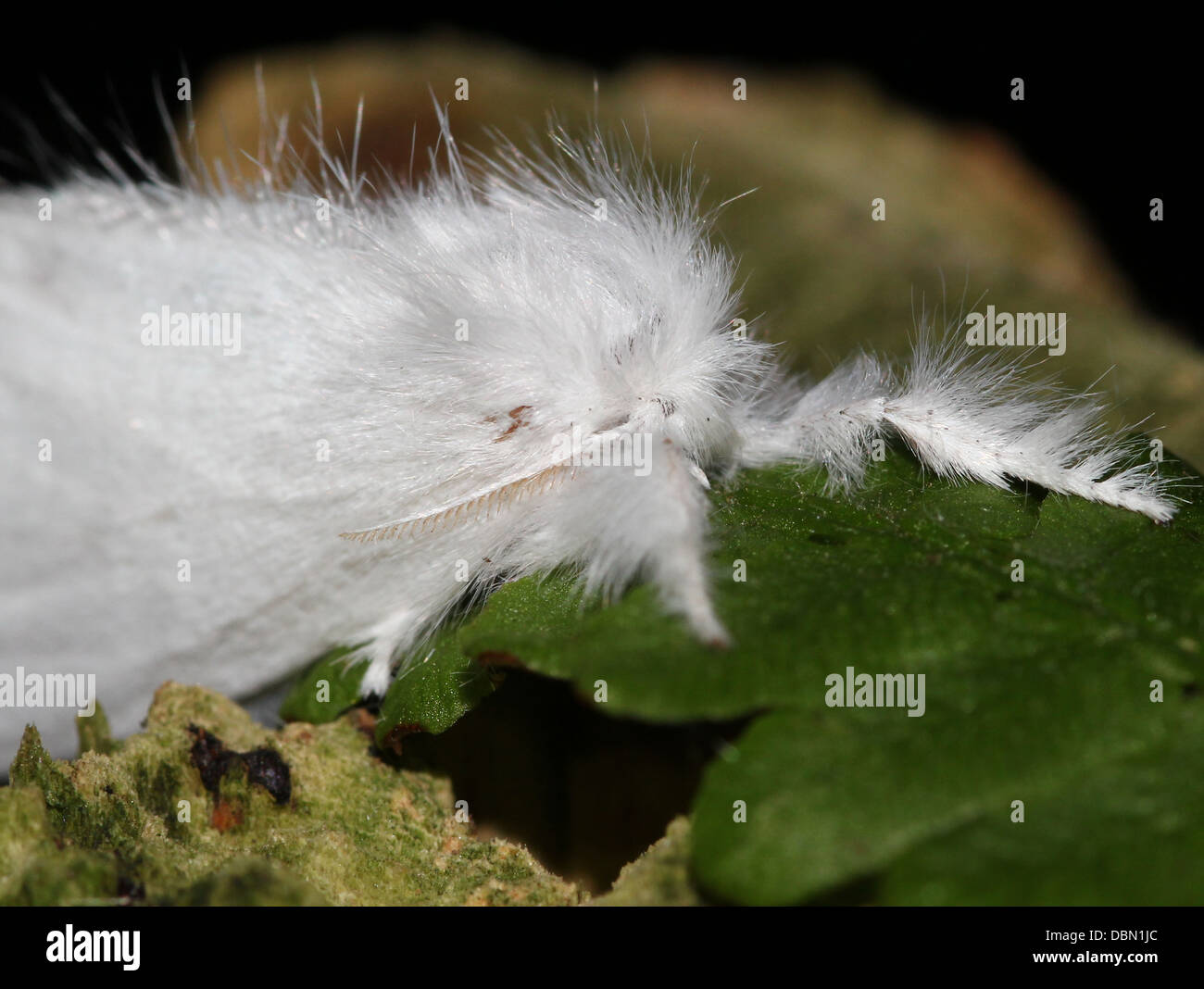 Close-up macro shots of a Female Yellow-tail Moth (Euproctis similis, a.k.a. Goldtail Moth or  Swan Moth) Stock Photo