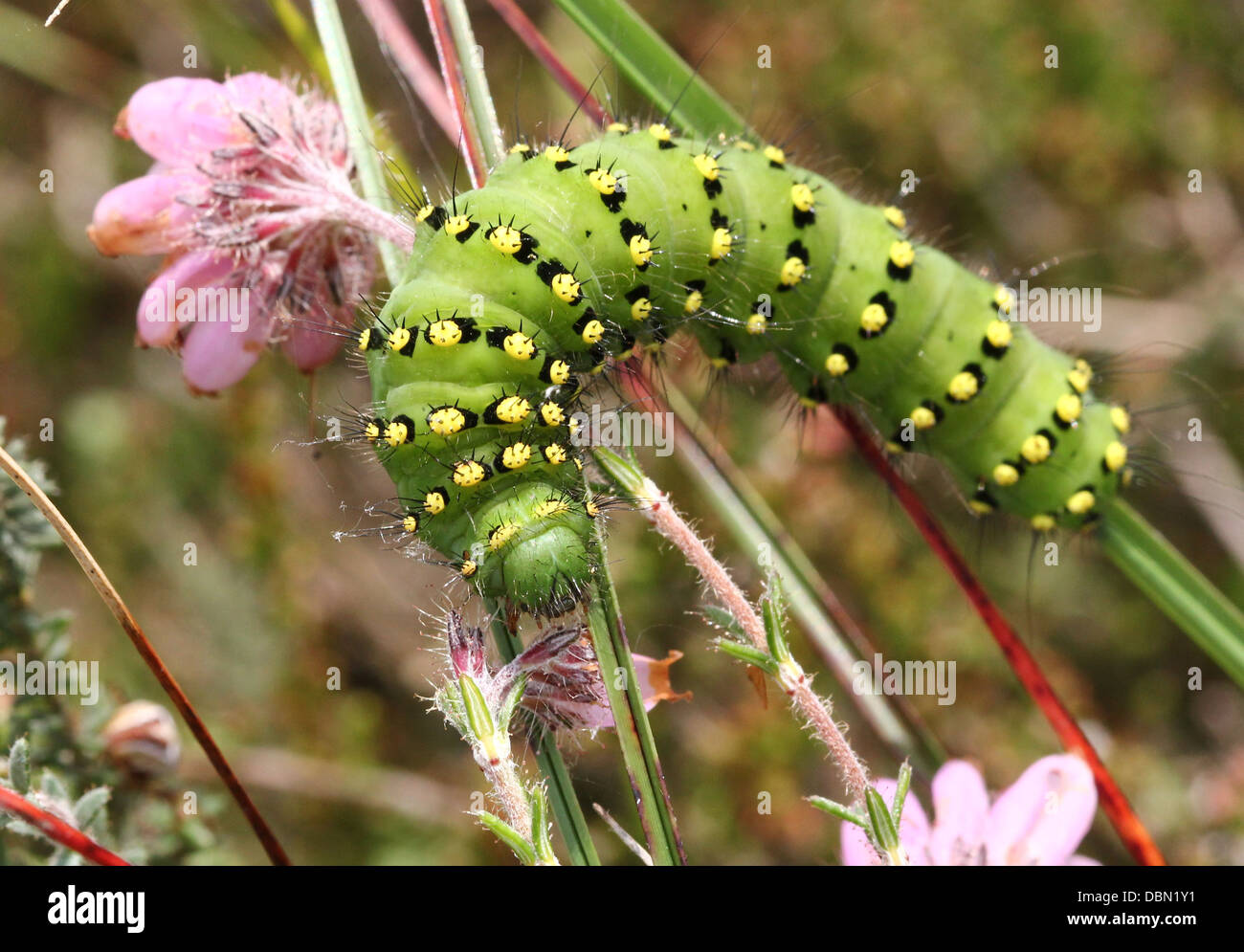 Small Emperor Moth Caterpillar (Saturnia pavonia Stock Photo - Alamy